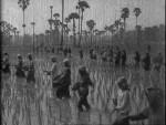 La collectivisation de l'agriculture, une mesure planifiée dès 1972. (Direction du cinéma du Cambodge)